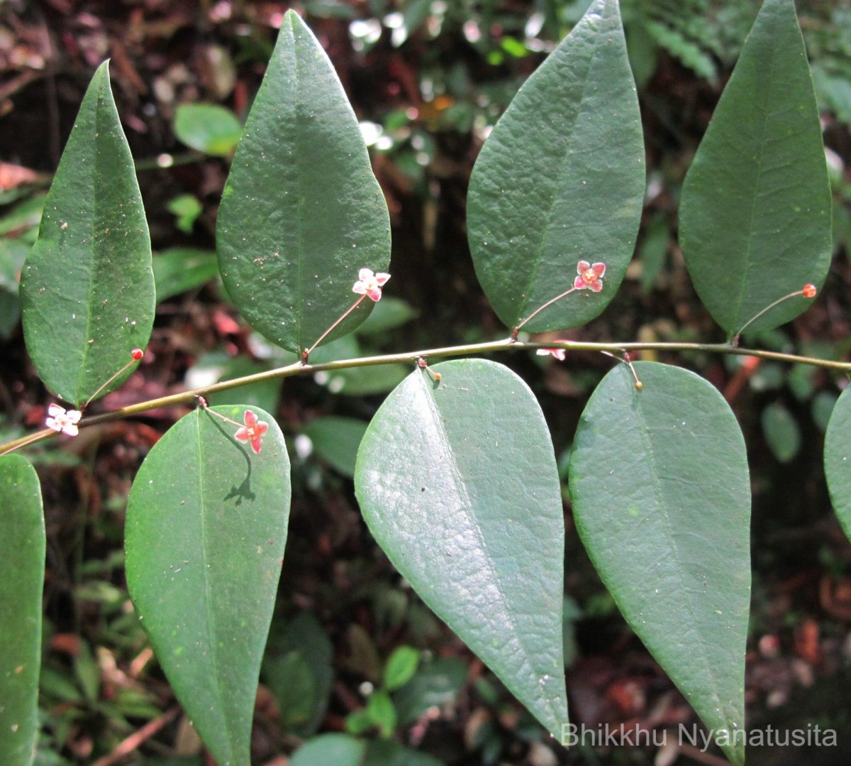 Phyllanthus baillonianus Müll.Arg.